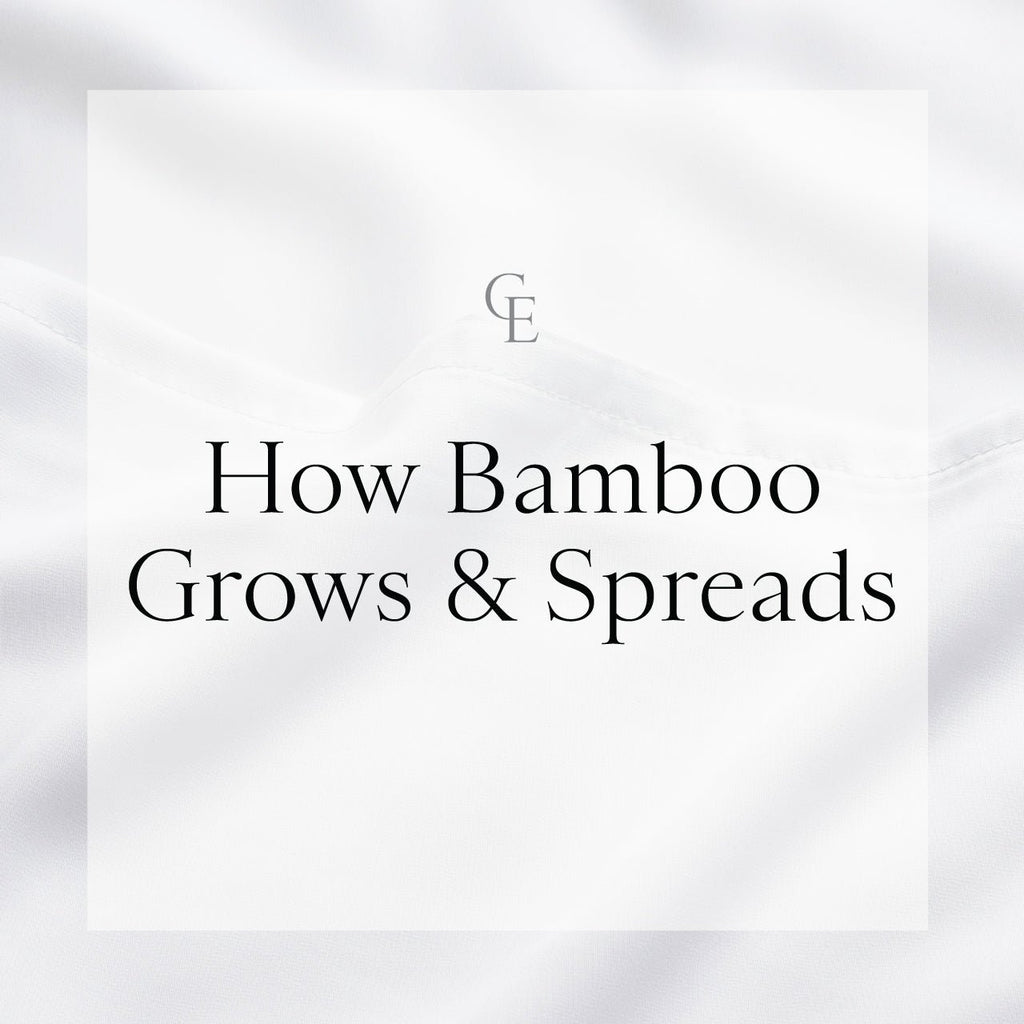 How does bamboo grow? – Lewis Bamboo