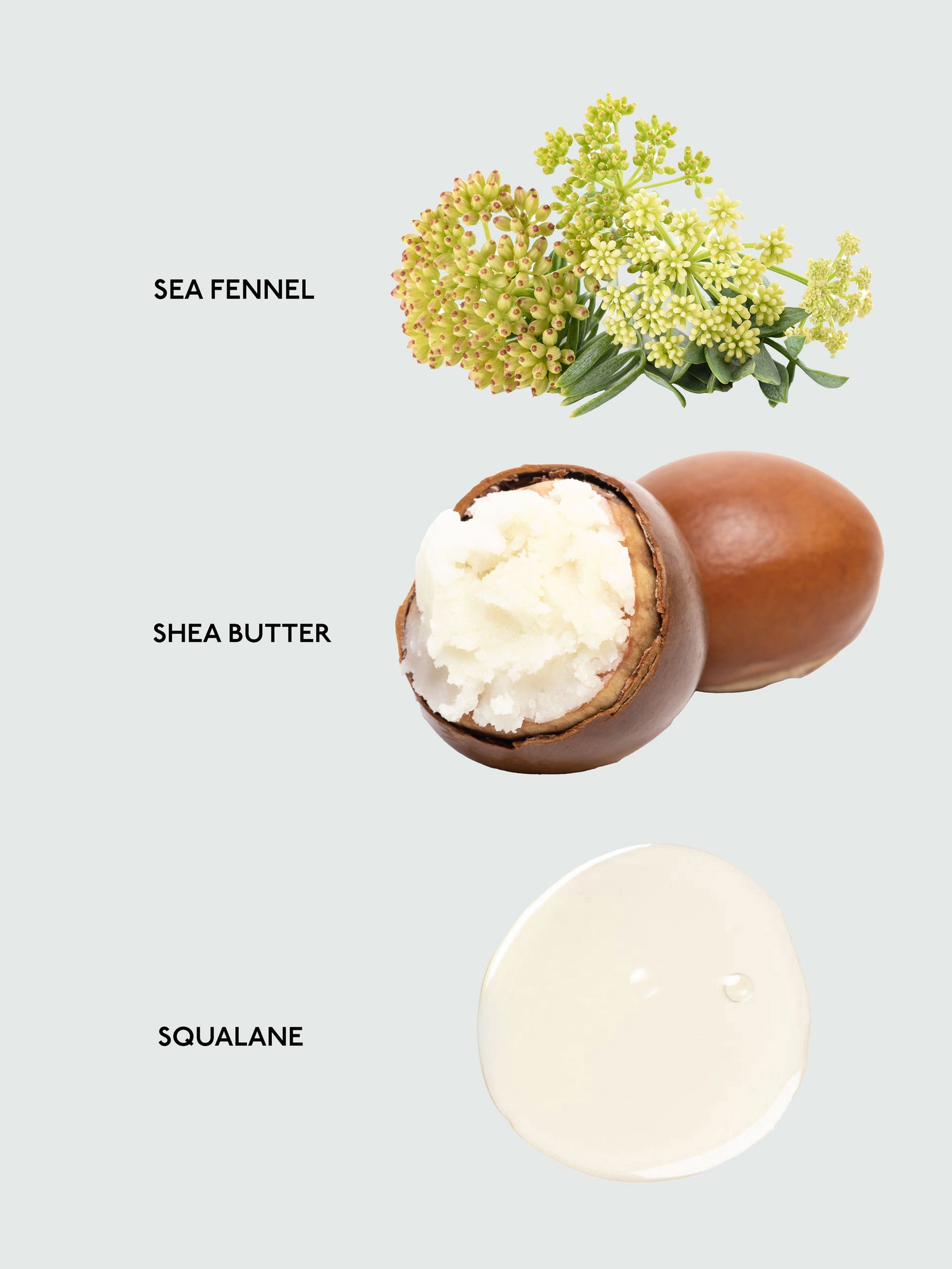 Here's a visual showcasing three key ingredients in Cozy Earth's Body Butter. At the top, there's an illustration of sea fennel. In the center, you can see a halved shea nut displaying the white shea butter inside. At the bottom, there's a sample of clear squalane oil. Each ingredient is clearly labeled for easy identification.