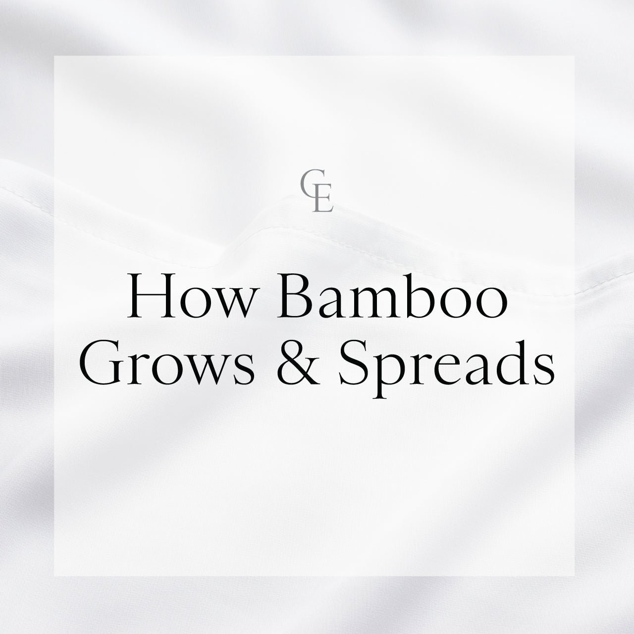 How Bamboo Grows & Spreads