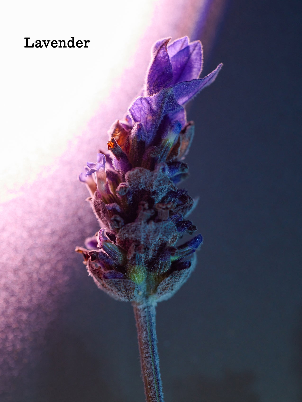 A lavender flower with a soft purple hue is dramatically illuminated against a dark background. "Cozy Earth Night Cream" is written in the top left corner. 