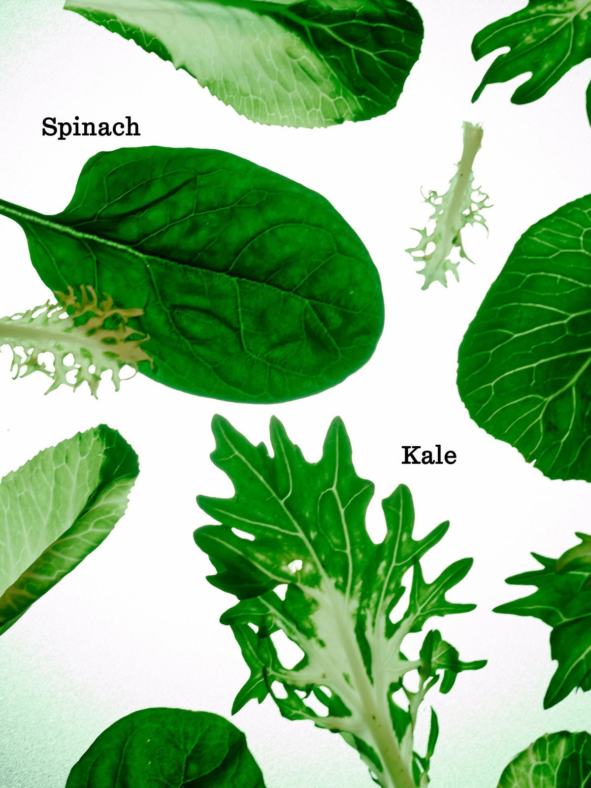 A labeled spinach leaf appears top left and a kale leaf near the center among assorted leafy greens. Their vibrant colors pop against a white background. 