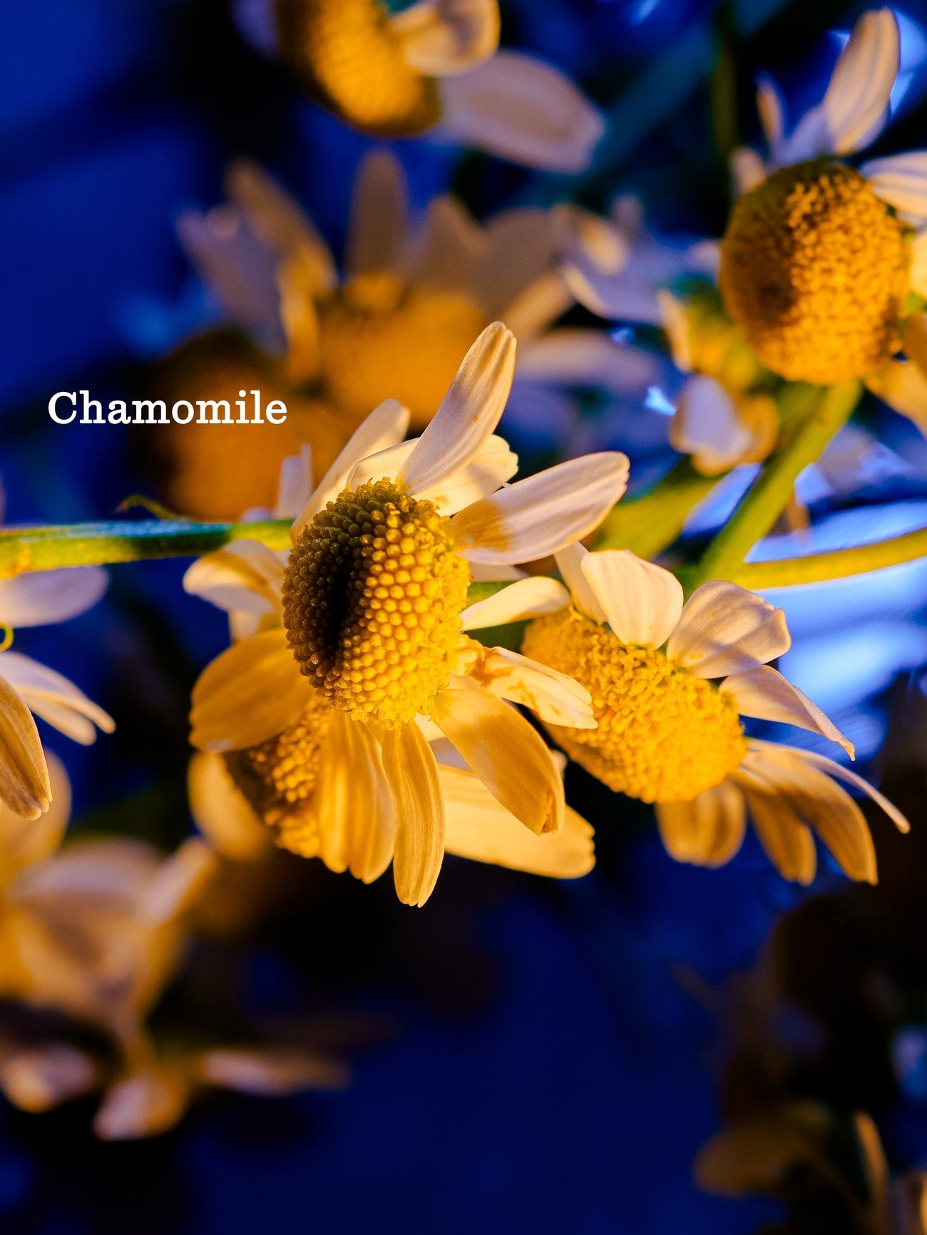 Close-up of chamomile flowers with white petals and yellow centers against a deep blue background. The text "Cozy Earth Night Cream" appears in white on the left side. 