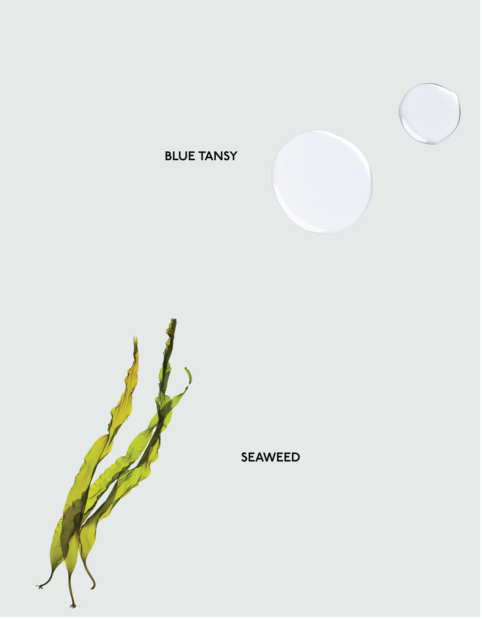 An illustration showcasing the benefits of two skincare ingredients. On the top right, clear drops represent blue tansy. At the bottom left, a bunch of green seaweed symbolizes the seaweed ingredient. Each is labeled accordingly with "Blue Tansy" and "Seaweed." The background is light gray. This visual represents key components of Cozy Earth's Body Oil.
