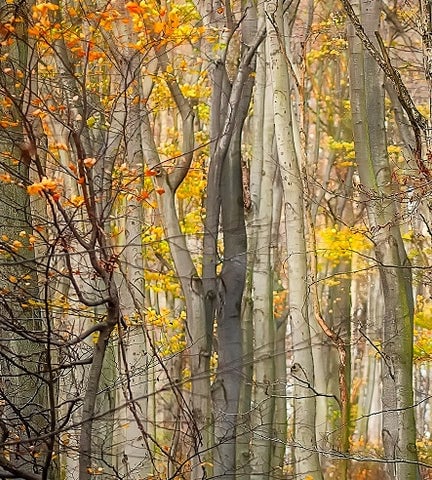 Forest with beech trees and autumn leaves