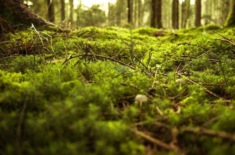 Green moss covering a forest