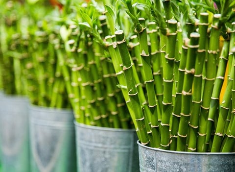 Harvested bamboo in buckets