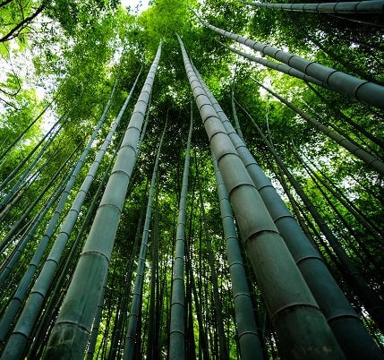 Looking at tall bamboo from the forest floor